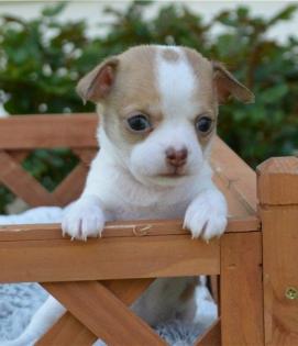 Chihuahua Mädels mit Ahnentafel