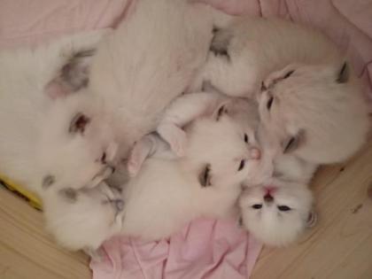 Ragdoll Traumkitten suchen neues Zuhause auf Lebenszeit....