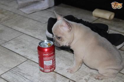 Atemberaubende französische BullDog Welpen zum Verkauf.