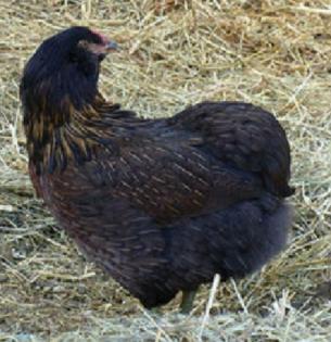 Araucana Hühner Aus Naturbrut Nachzucht von Privat