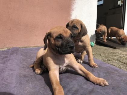 Reinrassige Rhodesian Ridgeback Welpen