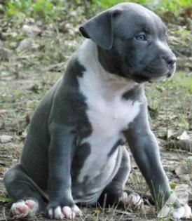 Niedlichen blaue nase pitbull welpen