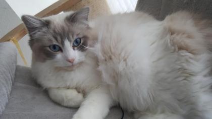 Ragdoll Traumkitten suchen neues Zuhause auf Lebenszeit....