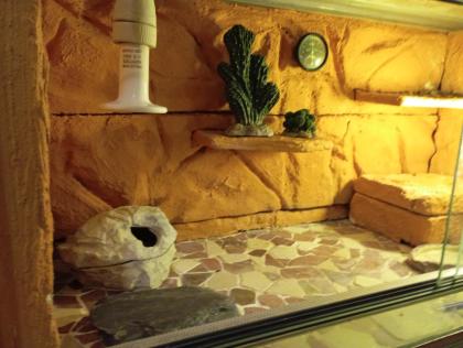 Terrarium,+zwei Leopardgeckos