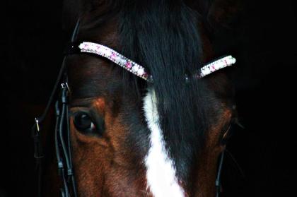 Strass Stirnriemen - Equine Concept