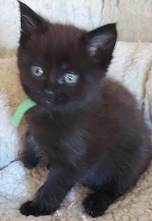 Maine Coon Mix Kitten in ganz lieben Händen abzugeben