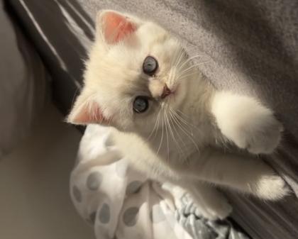 Bkh kitten  Kristall blauen Augen
