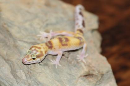 Leopardgecko Super Giant 0.1