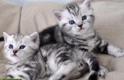 BKH Kitten Whiskas Katzen Babys Black Silver Tabby Classic