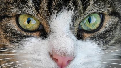 Dein Katzensitter vorOrt - Katzenbetreuung - Katzensitting - Tierbetreuung - Kat