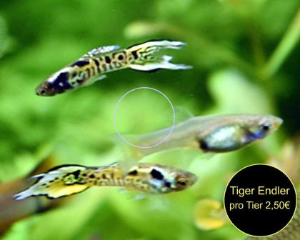 Endler, Guppy, reinerbig, ab 1, 50€ (Versand/ Abholung)