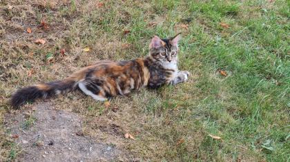 1 reinrassiges Main Coon Mädchen