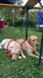 Biete Urlaubsbetreuung für Ihren Hund im Raum Emmerthal