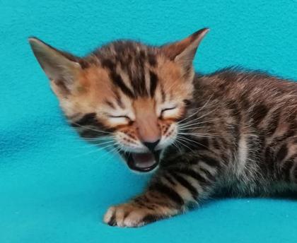 Bengalkitten mit Stammbaum