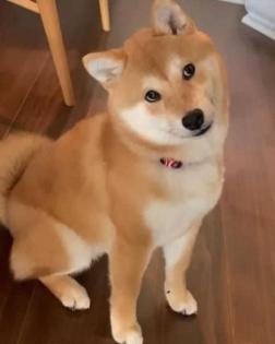 Niedliche Shiba-Inu Welpen suchen liebevolles Zuhause!