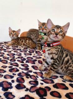 Bengal katze , Baby Katzen