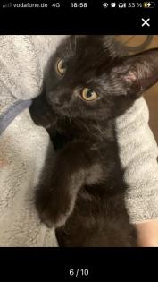 Bkh-Maincoon Kitten suchen ein liebevolles Zuhause!