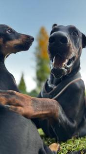 9 Monate alte Dobermann Welpen