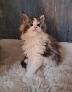 Maine-coon Kitten mit Stammbaum