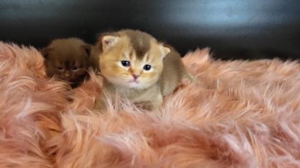 Bkh Kitten in seltener Farben.Stammbaum
