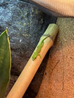4 Phelsuma Grandis Großer Madagaskar Taggecko Jungtiere
