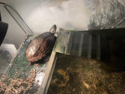 2 wasserschildkröten mit Zubehör