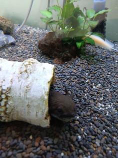 Aquarium komplett Set mit 2 Axolotl