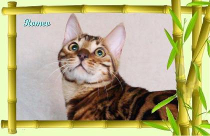 Exklusiver und pfiffiger Bengal Kater, Donat Rosetten, Eyecatcher, unkastriert!