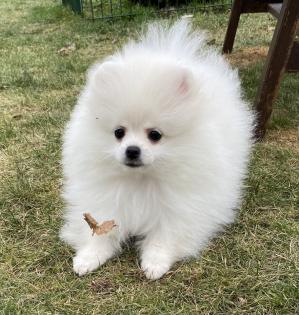 Zwergspitz Pomeranian Boo Ahnentafel