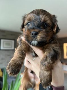 Biewer-Morkie-Havaneser Mix