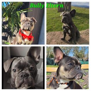 Wurfankündigung Französische Bulldogge 