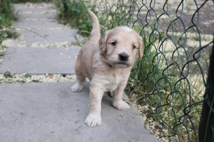 Goldendoodle MINI F1