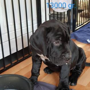 Romaner Antikdoggen Welpen 