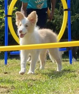 Border Collie Welpe mit Papieren