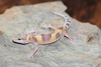 Leopardgecko Super Giant 0.1