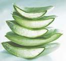 FOREVER Aloe Vera Gel