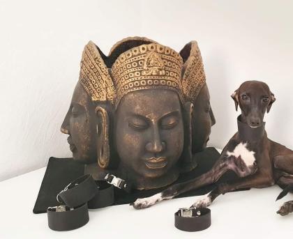 Italienisches Windspiel... Italian Greyhound