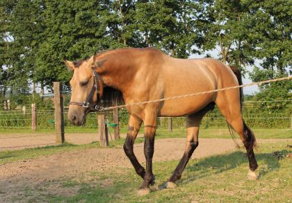 Deckanzeige: buckskin Tennessee Walker / Tennessee Walking Horse