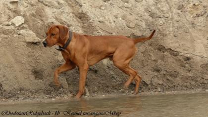 Rhodesian Ridgeback Deckrüde :: Bandele Bathani of S A H