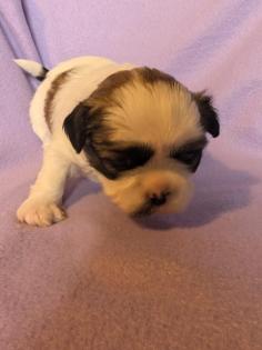 Shih Tzu Mädchen Maui
