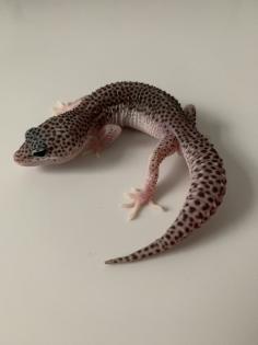 1.0 Mack super Snow Het Diablo Blanco Leopardgecko Männchen Enz 23 abzugeben Übe