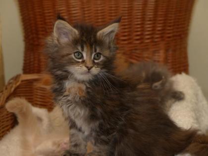 Maine Coon Babys