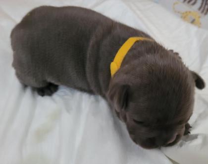 Französische Bulldogge - Welpen in blau / blue & blue-tan mit Ahnentafel