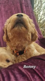 Goldendoodle medium