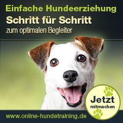 Online Hundetraining