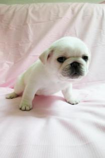 Wunderschöne Liebevoller Reinrassige Wunderschöne Mini Mops Welpen Beige und sch