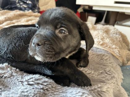 Lablador cane corso Welpen mix