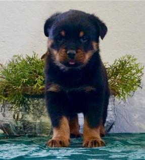 Wunderschöner Rottweiler Welpe aus Top-Verpaarung Wurfankündigung