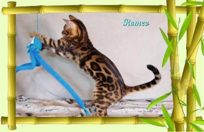 Exklusiver und pfiffiger Bengal Kater, Donat Rosetten, Eyecatcher, unkastriert!