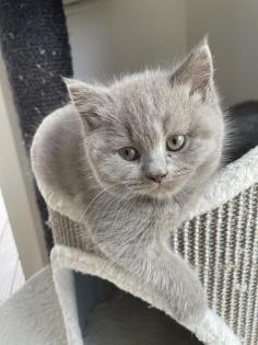 Britisch Kurzhaar Kitten